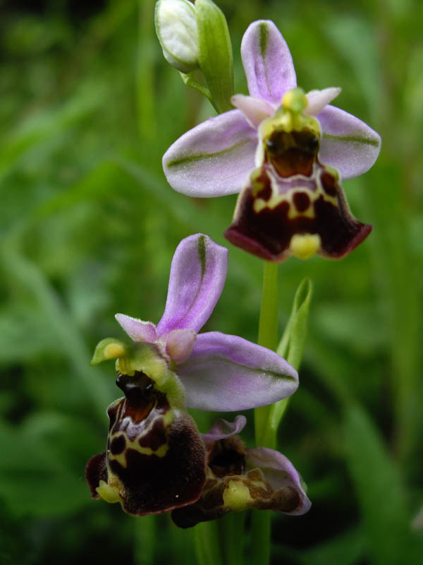Ophrys fuciflora